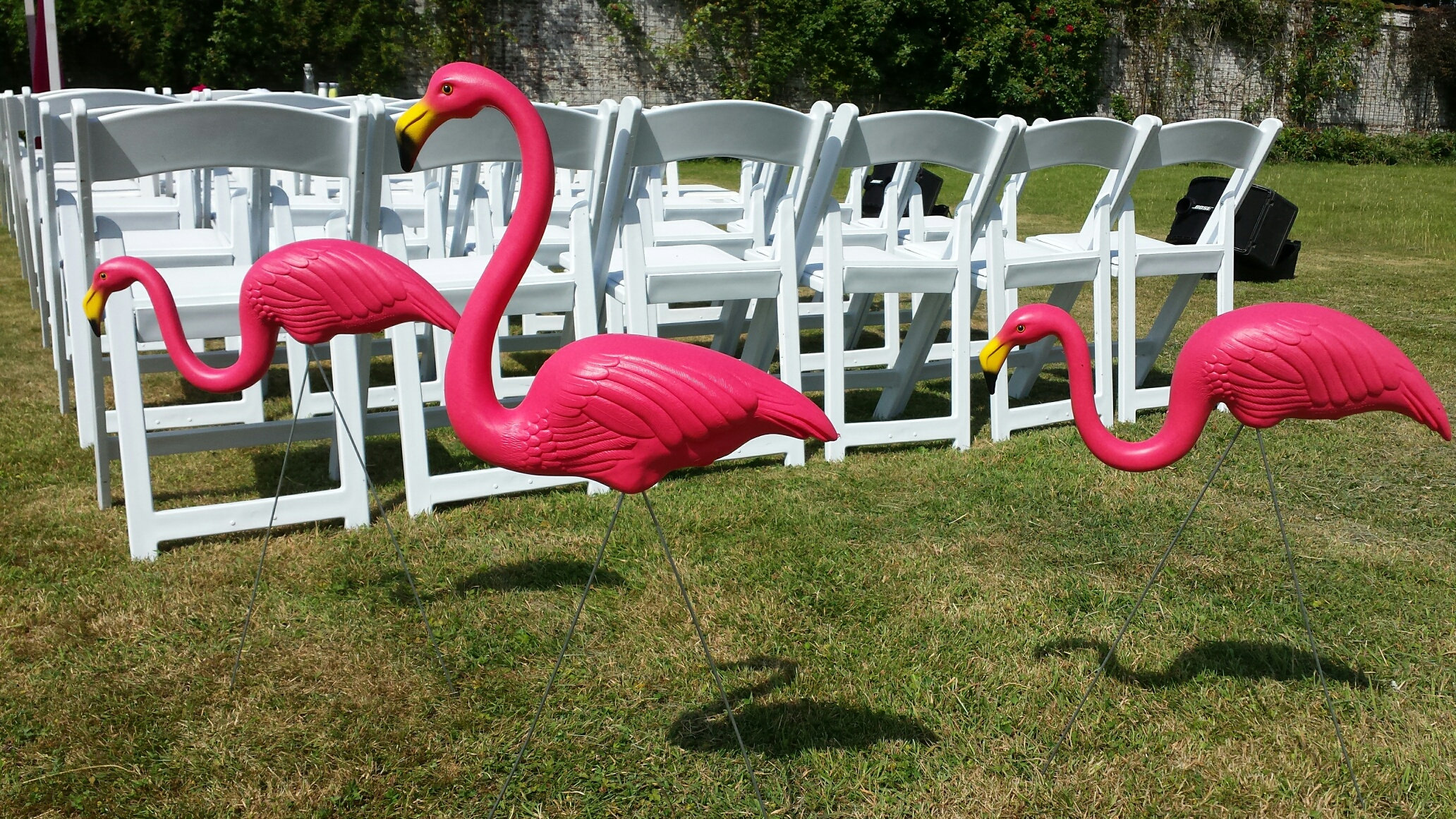 Flamingo op voet