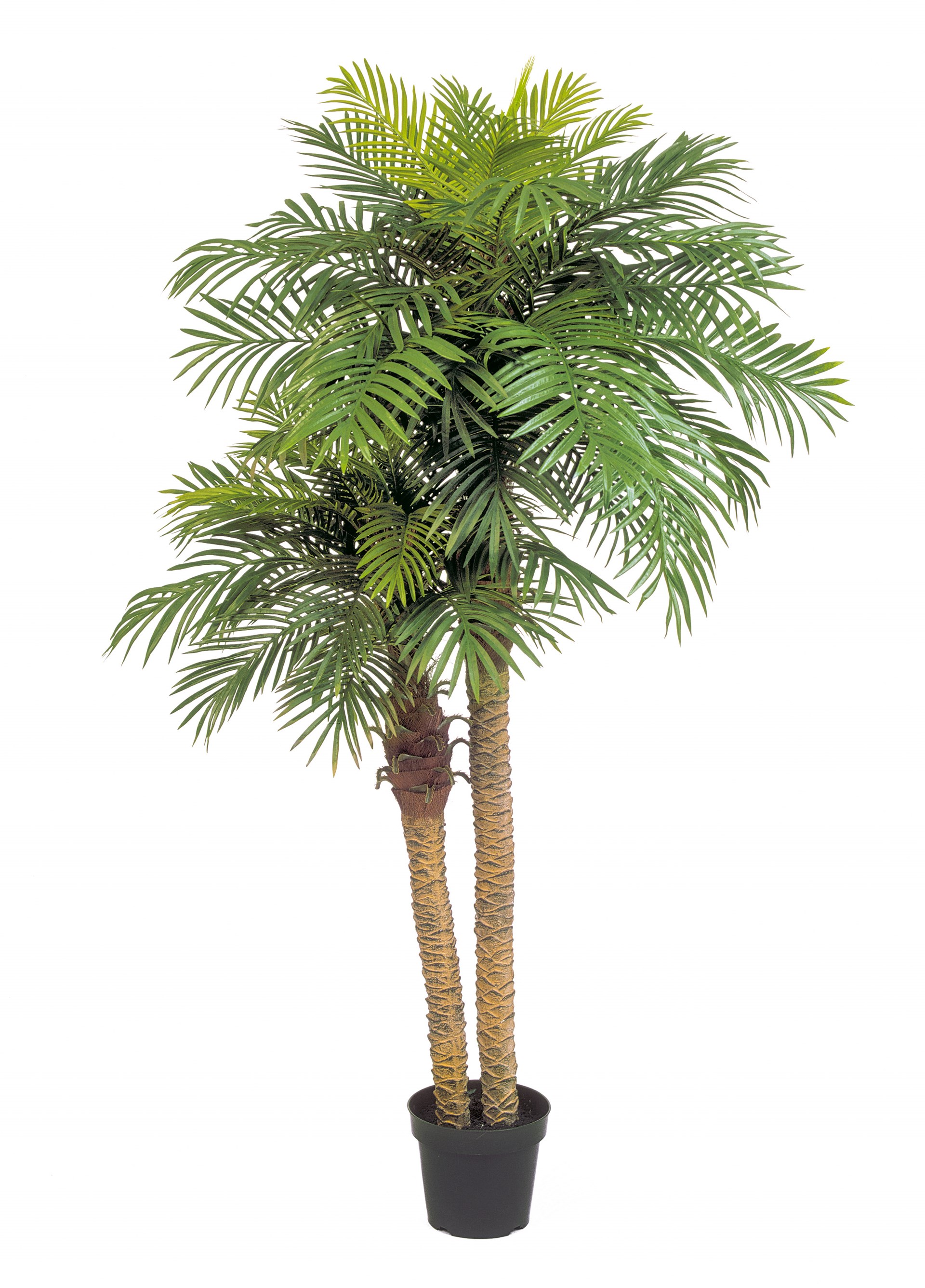 Phoenix Palm