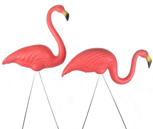 Flamingo op voet